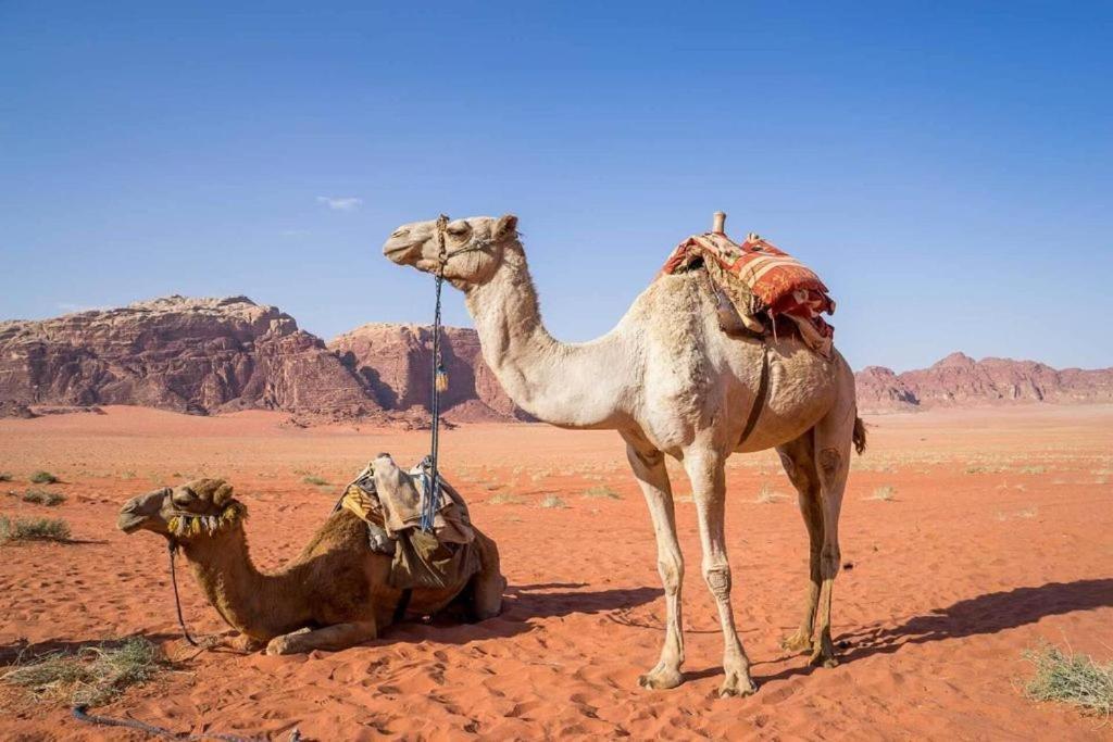 Bedouins Life Camp Otel Akabe Dış mekan fotoğraf