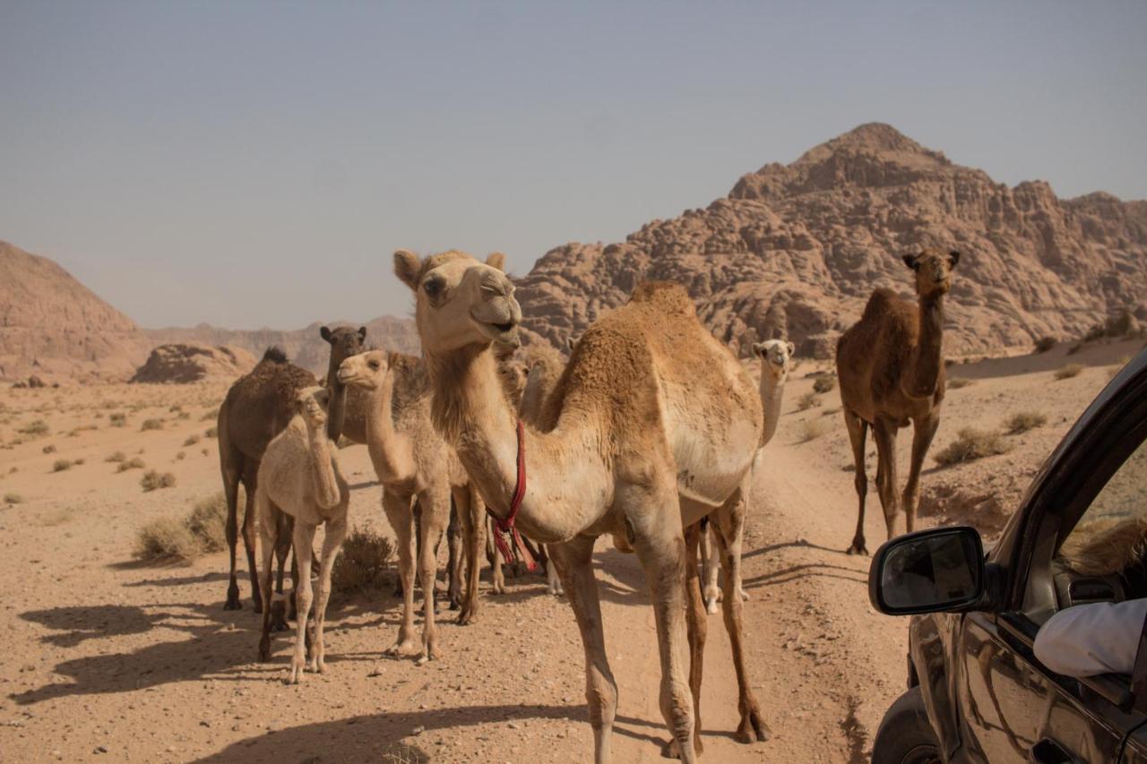 Bedouins Life Camp Otel Akabe Dış mekan fotoğraf